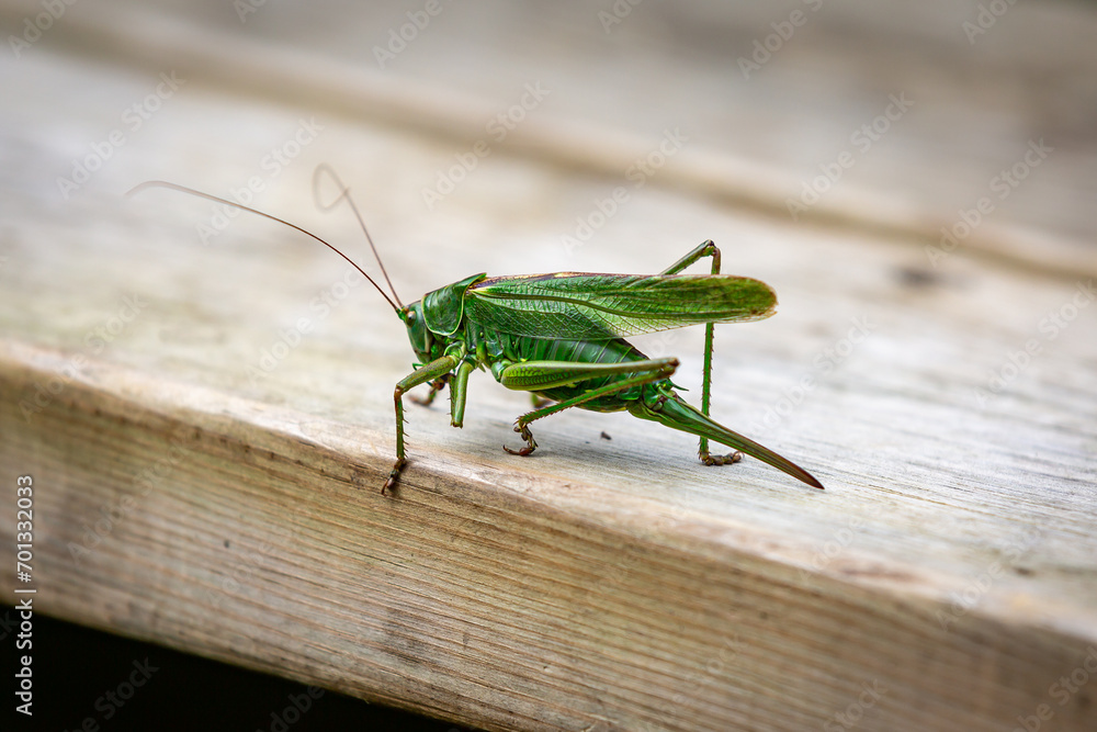 A green cricket perched on a picnic table, with a shallow depth of field A green cricket perched on a picnic table, with a shallow depth of field