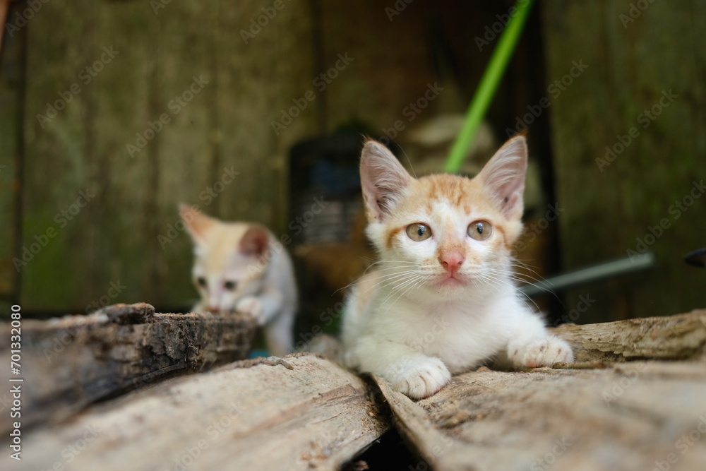 Adorable Cat Adorable Cat