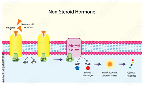 Nonsteroid hormones mechanism of action. The hormone is the first messenger, binds to the receptor and activating a second messenger inside the cell resulting in cellular response. Vector illustration
