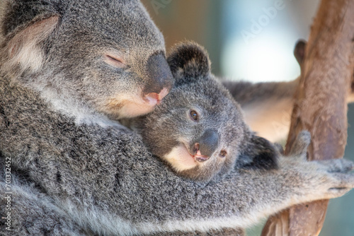 Fototapeta Naklejka Na Ścianę i Meble -  A sleepy koala relaxing in the treetops. Sydney, Australia.