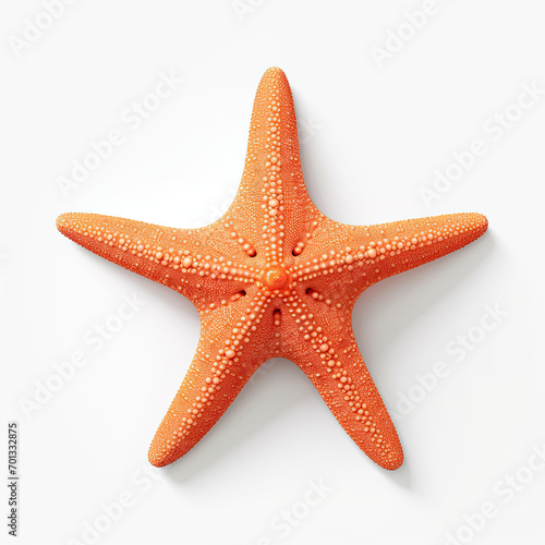 Starfish Isolated on white background