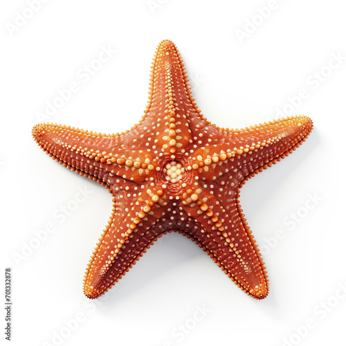 Starfish Isolated on white background