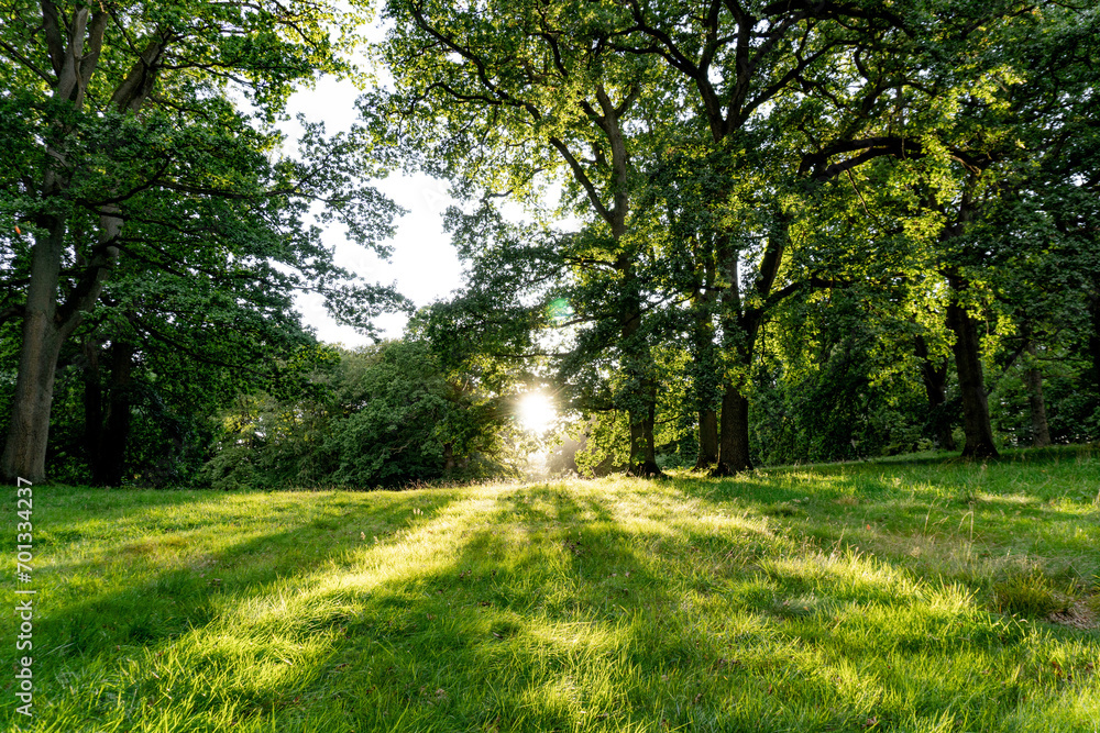 Obraz premium Sundest in the forest