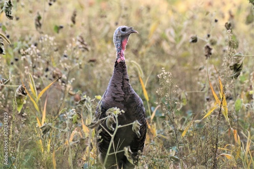 Wild turkey in a field in autumn.