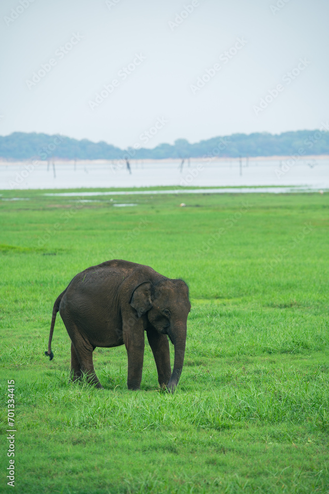 Fototapeta premium Single Asian Elephant in Kaudulla National Park