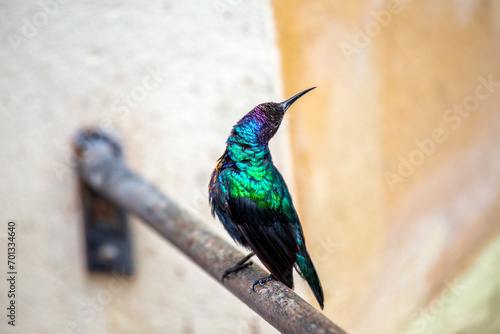 Splendid Sunbird (Cinnyris coccinigastrus) Outdoors photo