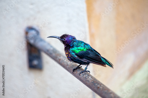 Billede på lærred Splendid Sunbird (Cinnyris coccinigastrus) Outdoors