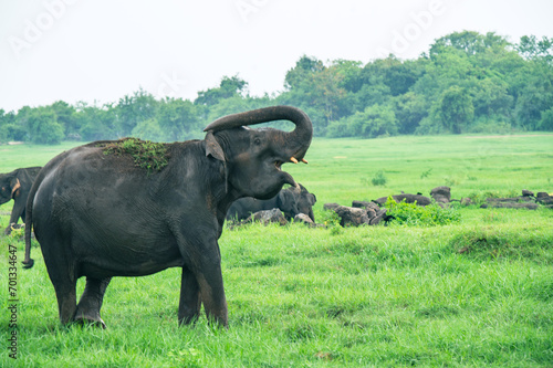 Single Asian Elephant in Kaudulla National Park photo