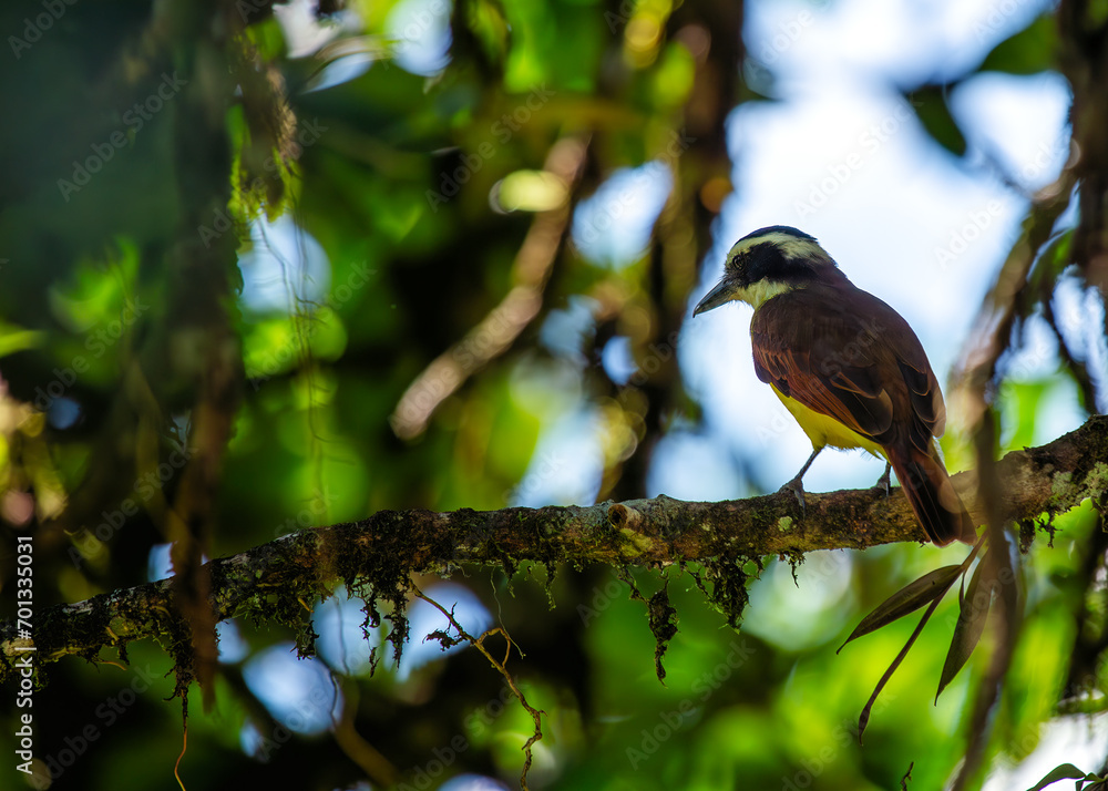 Social Flycatcher (Myiozetetes similis) Perched Social Flycatcher (Myiozetetes similis) Perched
