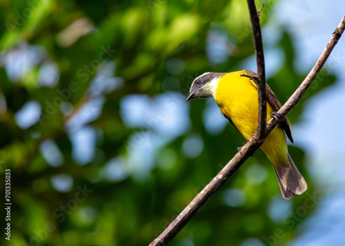 Social Flycatcher (Myiozetetes similis) Perched photo