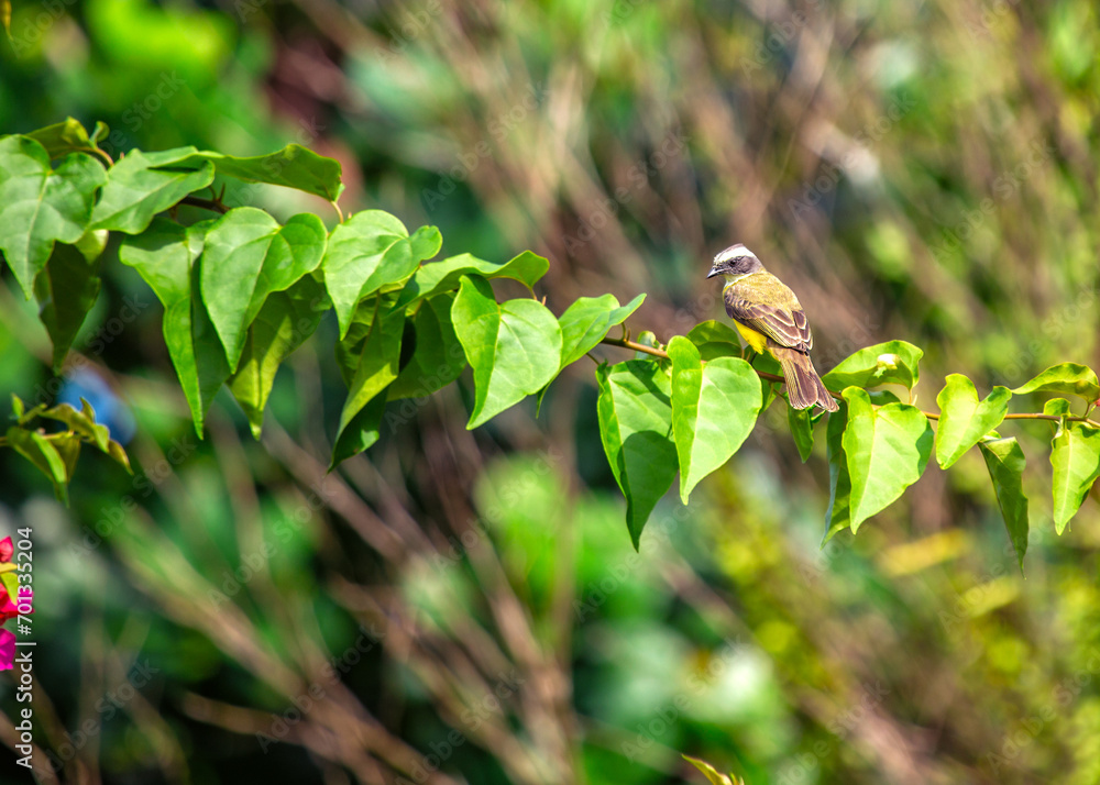 Social Flycatcher (Myiozetetes similis) Perched Social Flycatcher (Myiozetetes similis) Perched
