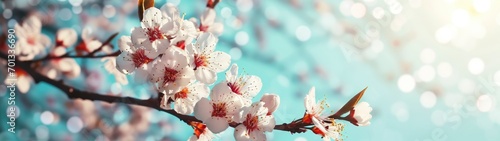 Blossoming apricot tree branches with copy space web banner. spring time concept.