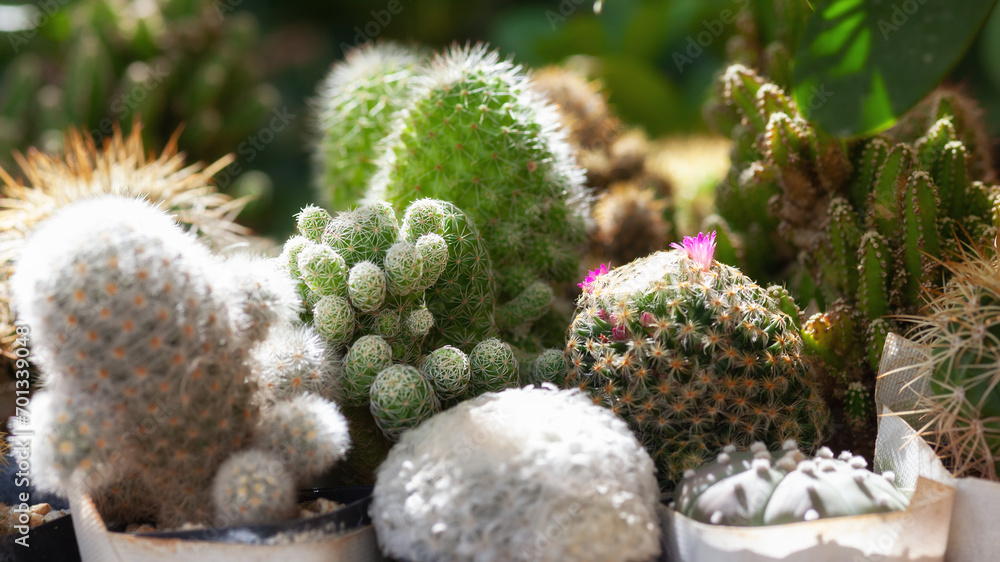 cactus collection plant summer background cactus collection plant summer background