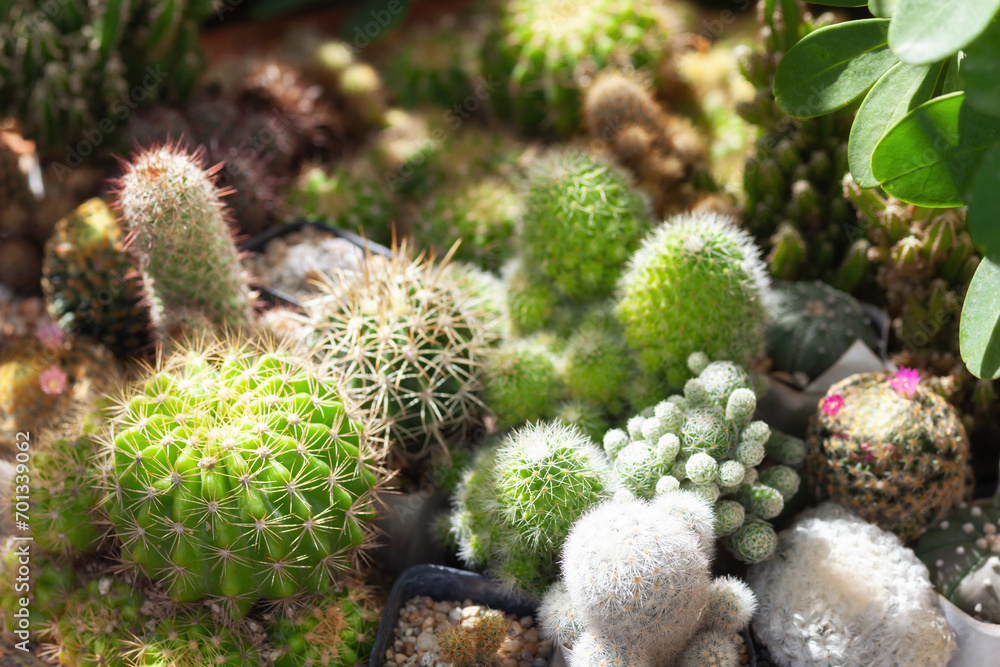 cactus collection plant summer background cactus collection plant summer background
