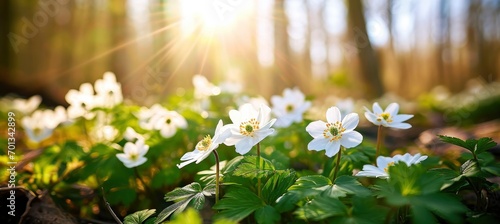 Beautiful white flowers of anemones in spring in a forest close-up in sunlight in nature. Spring forest landscape with flowering primroses. #701342899