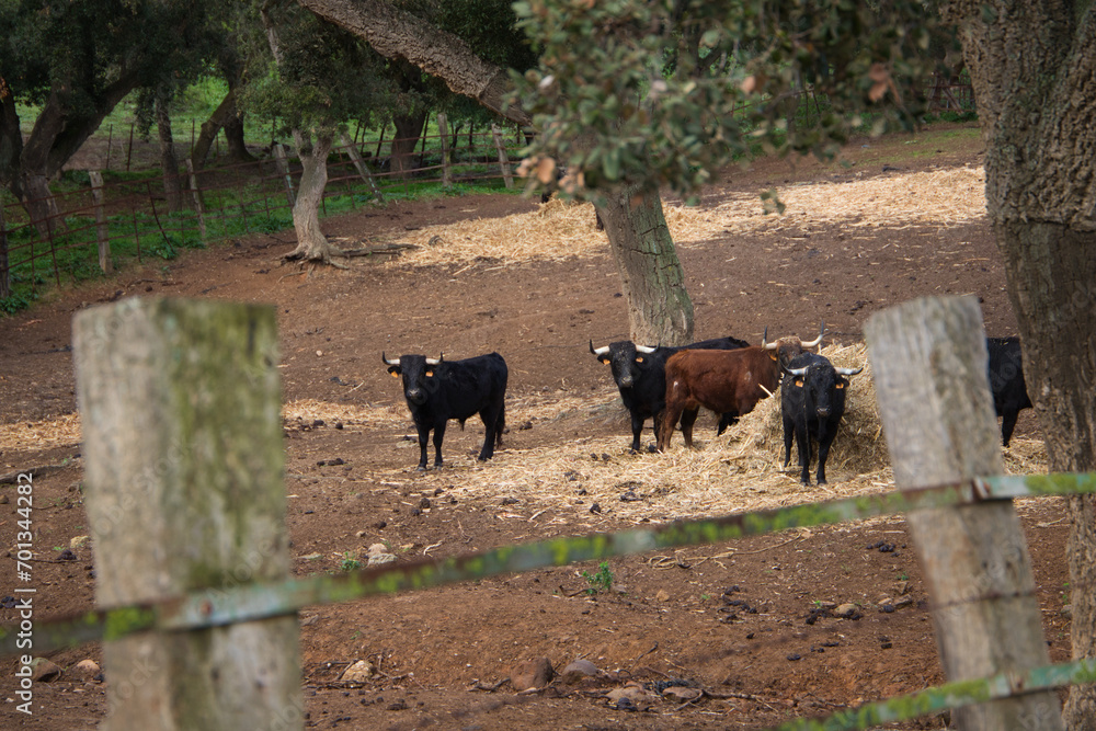 group of black bulls in the countryside of spain. The bull is art and tradition. group of black bulls in the countryside of spain. The bull is art and tradition.