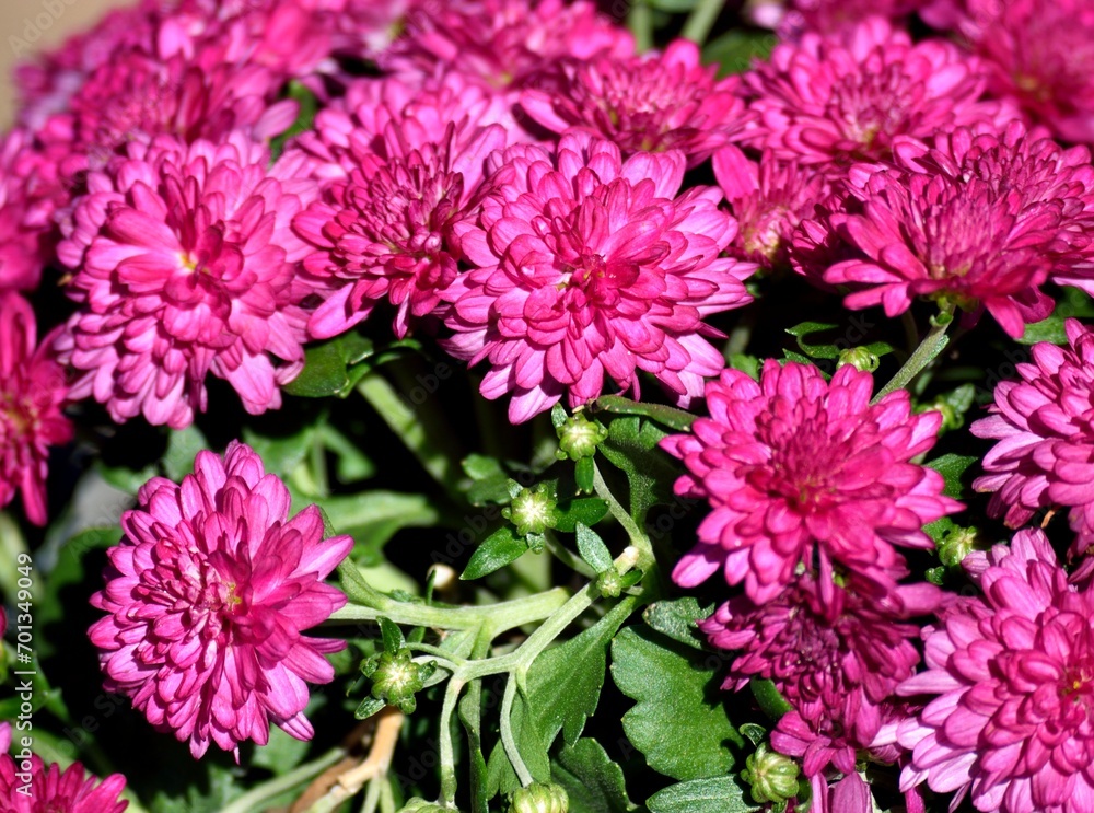 Vibrant pink Mum flowers at garden area Vibrant pink Mum flowers at garden area