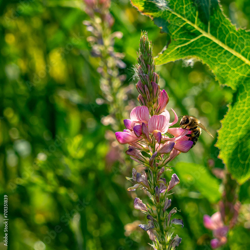 Eine Honigbiene auf einer rosa-farbenen Esparsette photo