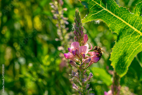 Eine Wildbiene auf einer rosa-farbenen Esparsette