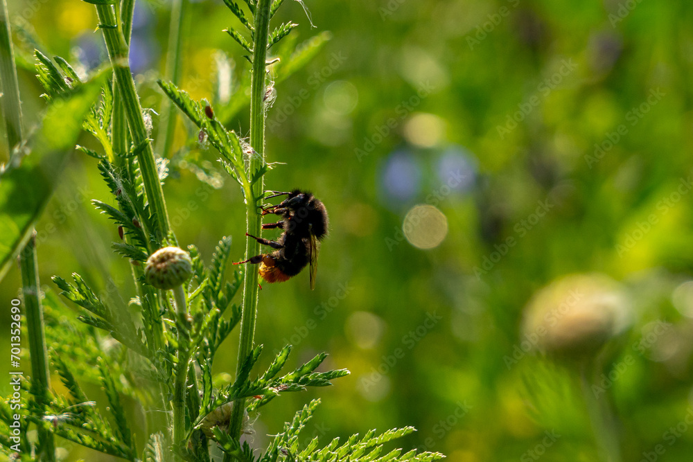 Eine Hummel auf einer Wildblume Eine Hummel auf einer Wildblume