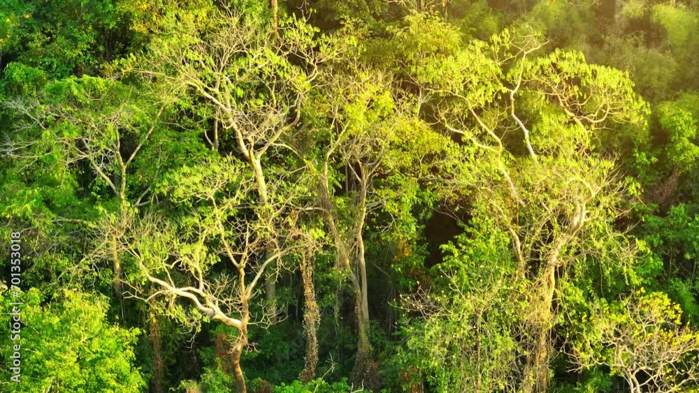 Tropical mountain marvels: Towering trees thrive on high peaks, their lush greenery bathed in the warm embrace of sunlight. Oxygen producers and biodiverse ecosystems concept. Drone view. 4K.
Tropical mountain marvels: Towering trees thrive on high peaks, their lush greenery bathed in the warm embrace of sunlight. Oxygen producers and biodiverse ecosystems concept. Drone view. 4K.
