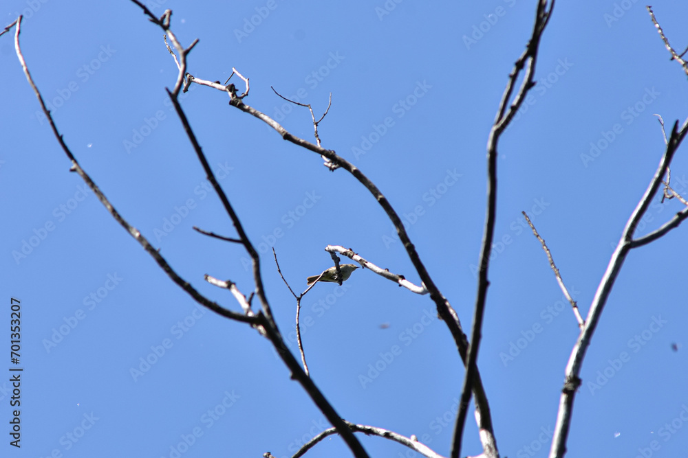 Branches of a withered tree against the blue sky.