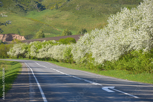 Road along which apple trees bloom. photo