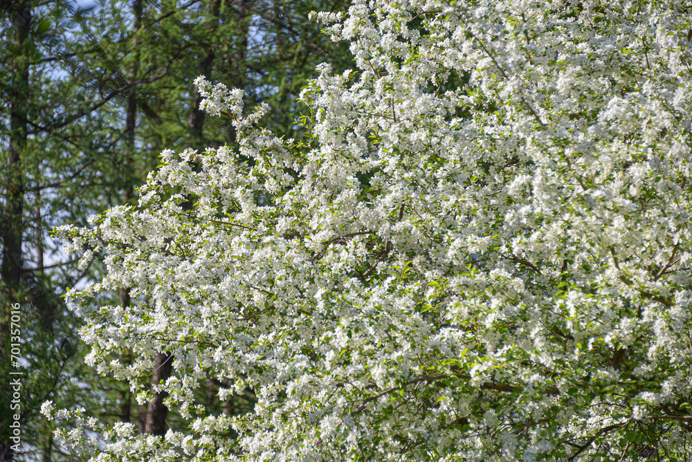 Fototapeta premium Blossoming apple trees on a bright sunny day.