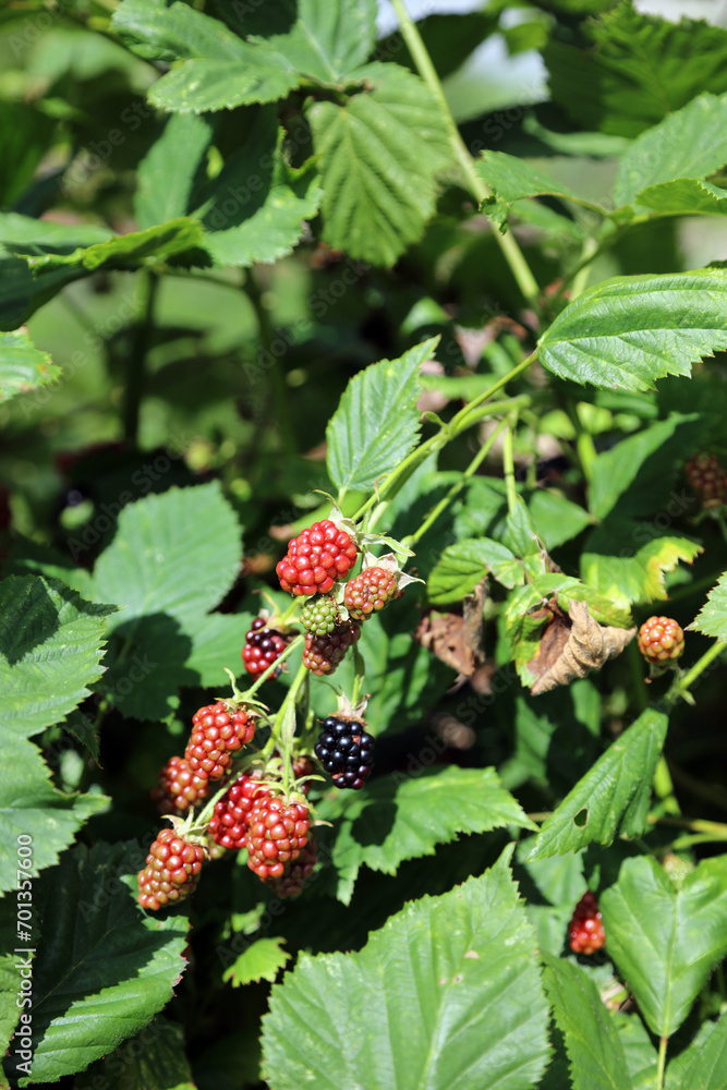 Branch of ripening blackberries, Derbyshire England
Branch of ripening blackberries, Derbyshire England