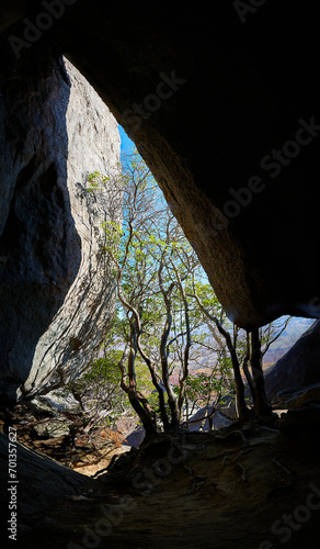 Tree in the mouth of a cave