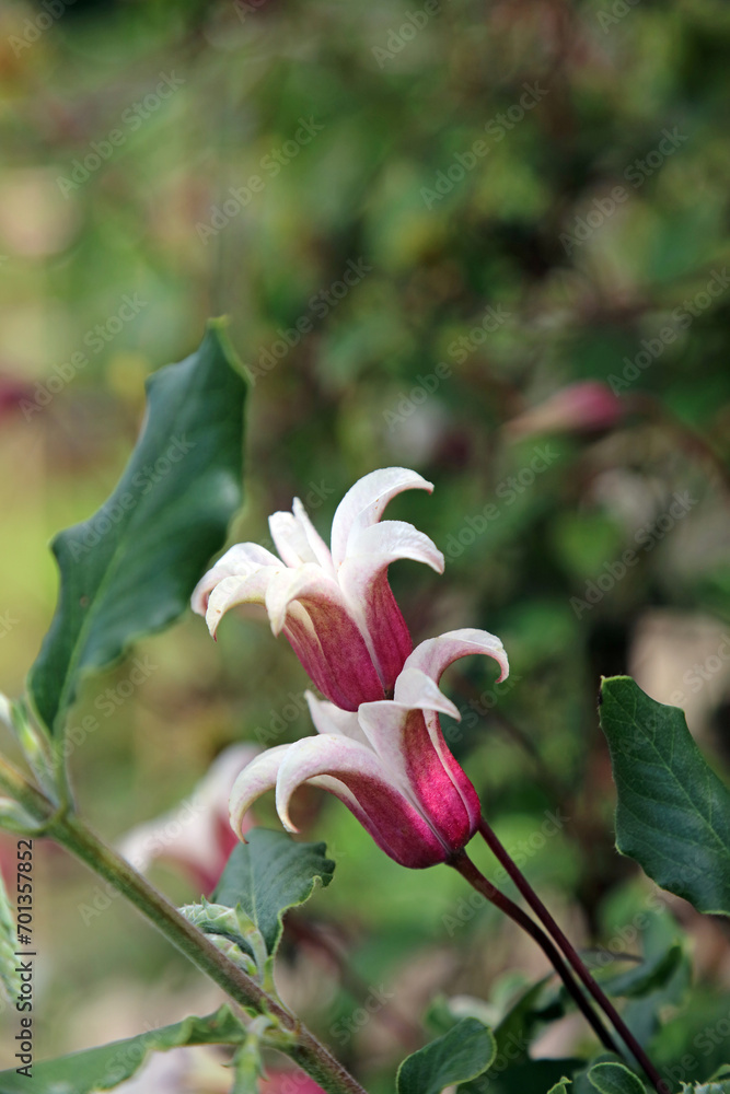 Obraz premium Closeup of two Clematis Texensis blooms, Derbyshire England
