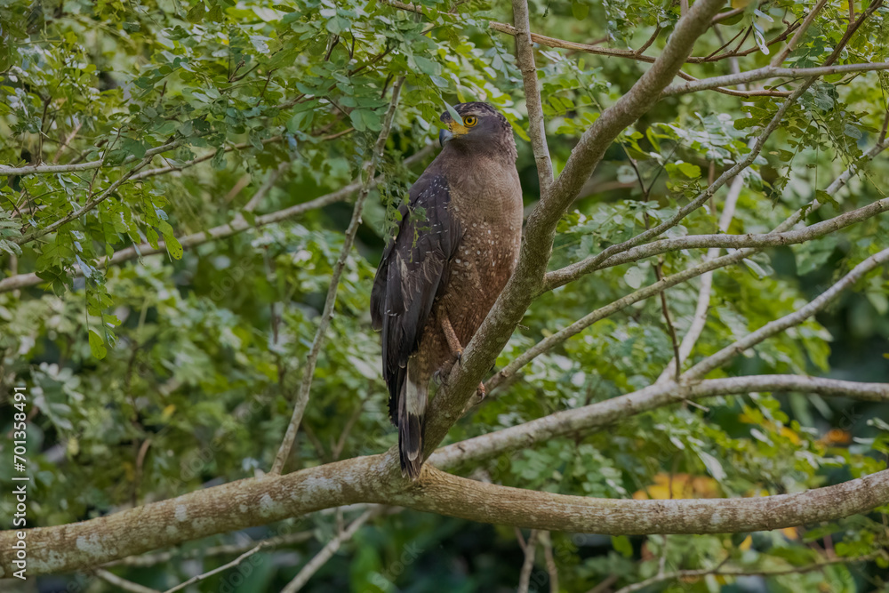 Crested serpent eagle (Spilornis cheela davisoni), Andaman sub-species at South Andaman, India Crested serpent eagle (Spilornis cheela davisoni), Andaman sub-species at South Andaman, India