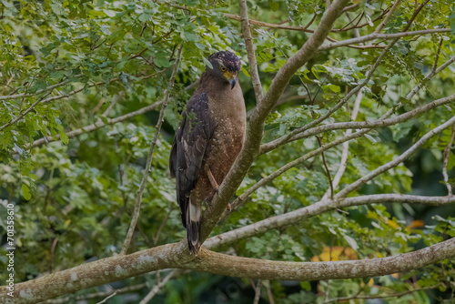 Crested serpent eagle  Spilornis cheela davisoni   Andaman sub-species at South Andaman  India