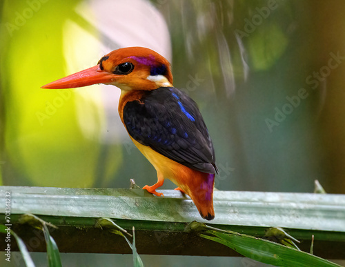 Dwarf kingfisher