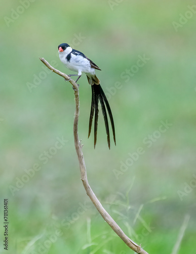 Pin Tailed Whydah (Male) breeding