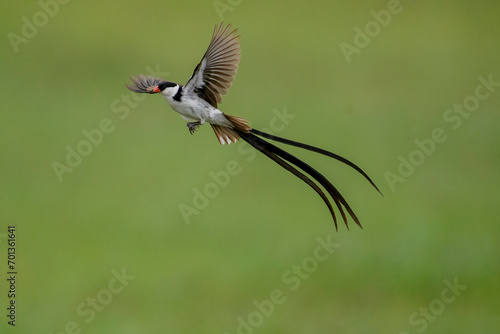 Pin Tailed Whydah