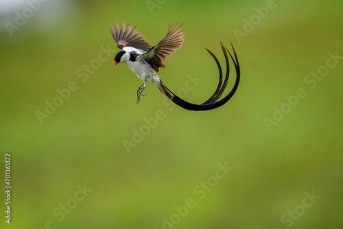 Pin Tailed Whydah