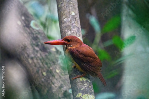 Ruddy Kingfisher
