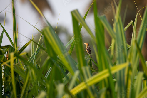 A lone Baya weaver perched on the grass  photo