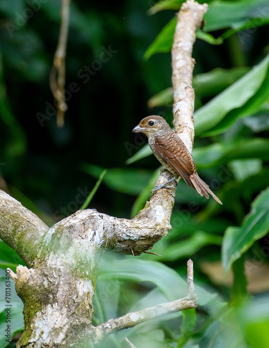 Tiger Shrike