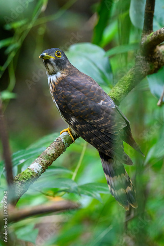 Hudson Hawk Cuckoo