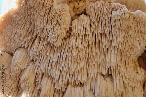 Close up of the spines of Hericium cirrhatum (Tiered Tooth Fungus) found growing 20 feet up an oak tree. A rare edible fungus with good medicinal properties.
