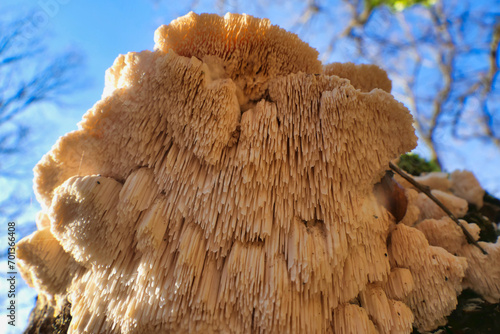 Hericium cirrhatum (Tiered Tooth Fungus) found growing 20 feet up an oak tree. A rare edible fungus with good medicinal properties.
