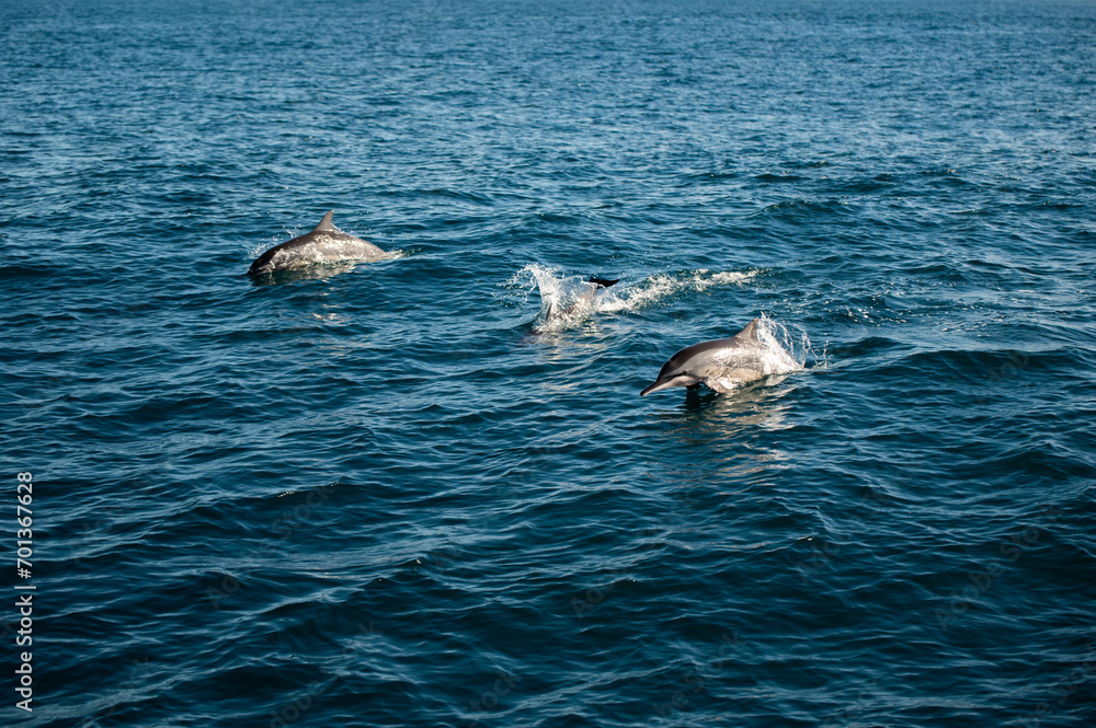 Fototapeta premium Swimming Dolphins in the Indian Ocean