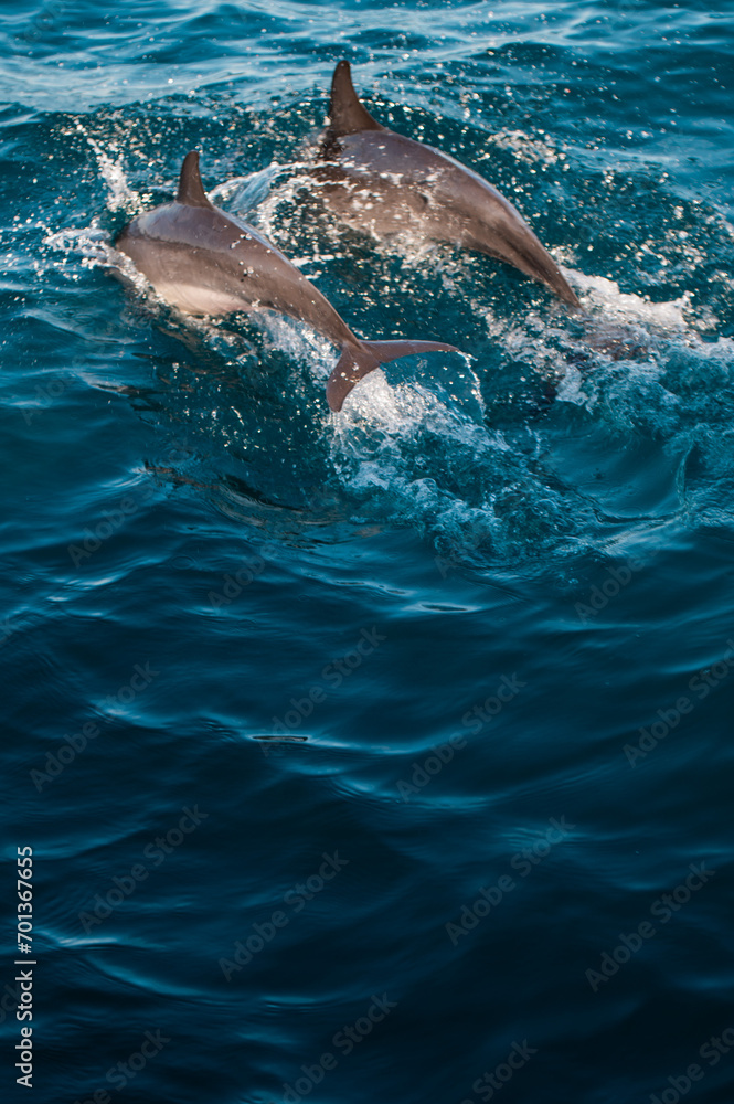 Obraz premium Swimming Dolphins in the Indian Ocean