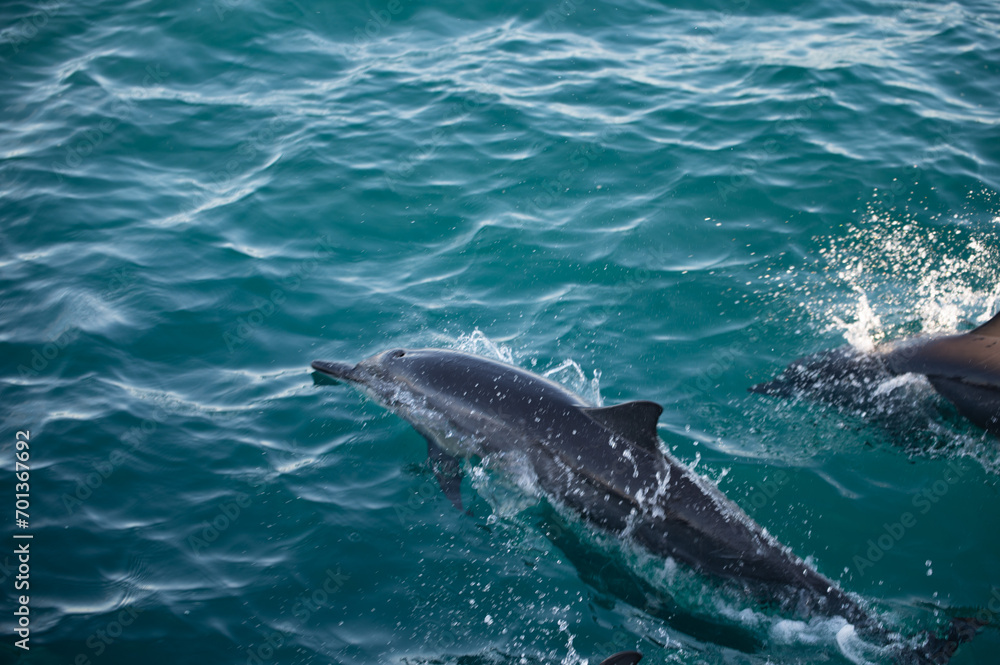Naklejka premium Swimming Dolphins in the Indian Ocean
