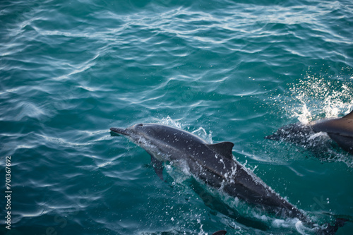 Swimming Dolphins in the Indian Ocean