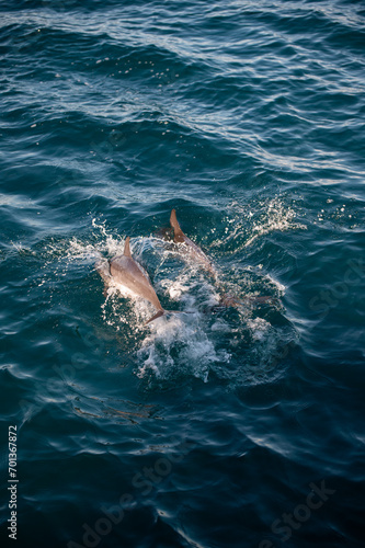 Swimming Dolphins in the Indian Ocean © Chris