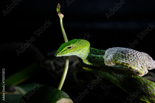 asian vine snake © roliwansyah