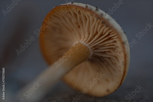 brown small mushroom on table. Macro close up